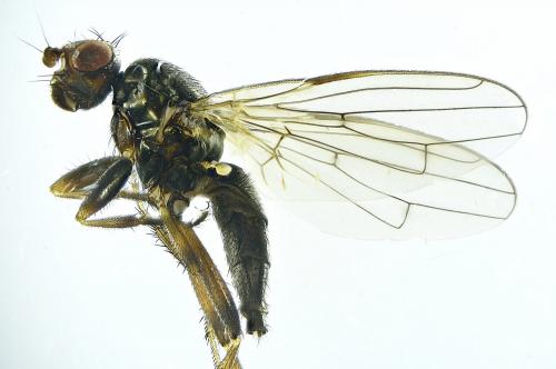 Réf. 282 494 : Copromyzinae inconnu